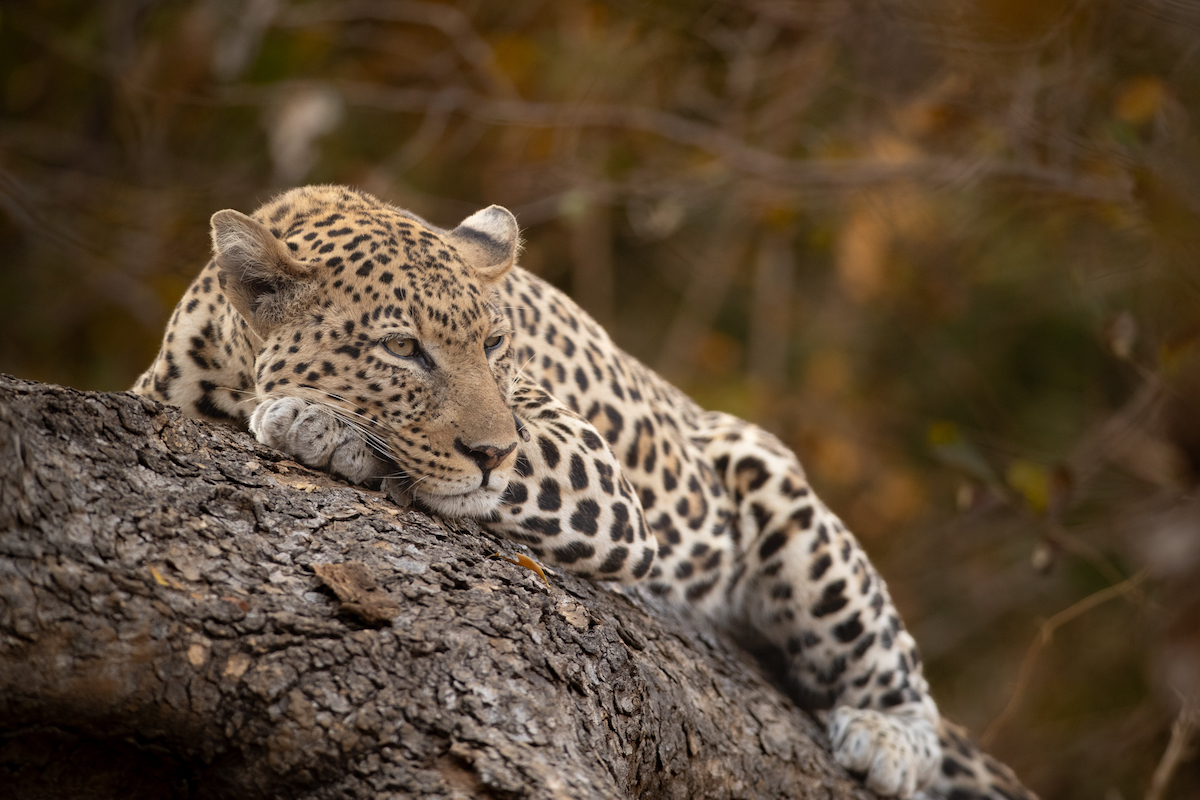 A leopard resting on a tree branch in South Luangwa National Park